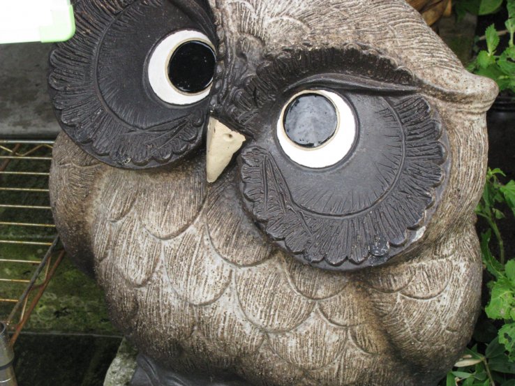 Fukuro owl