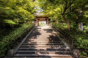 Hydrangeas at Enkakuji Temple