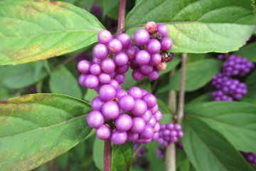 These beautiful berries are a mystery to me