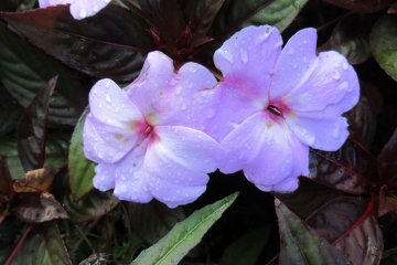 Tender flowers