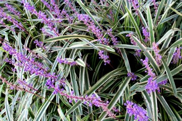 Blooming grass