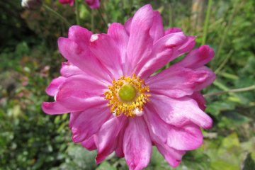 Bright autumn flower