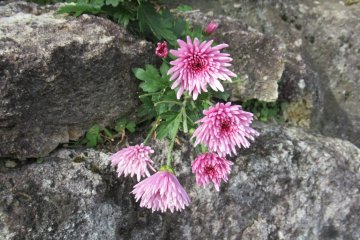 Chrysanthemum growing through a stone
