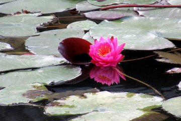 Water lily 