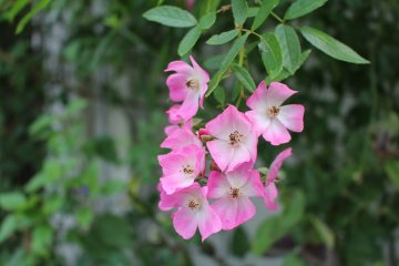 These lovely flowers are dog-roses