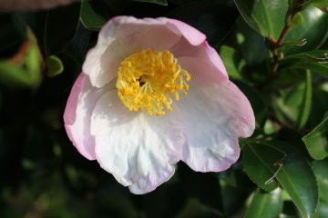 Tender spring-like flower