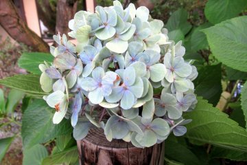 Hydrangea