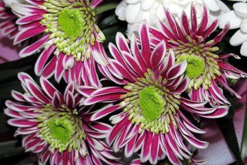 Chrysanthemum