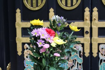 Chrysanthemum