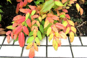 Bright autumn colors