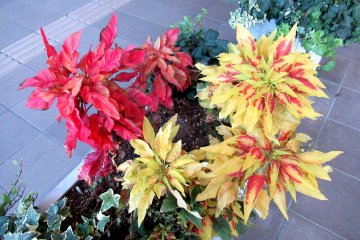 Bright autumn colors