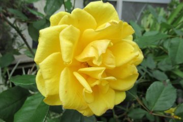 A beautiful yellow rose