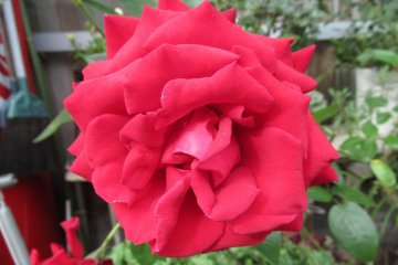 This time a red rose
