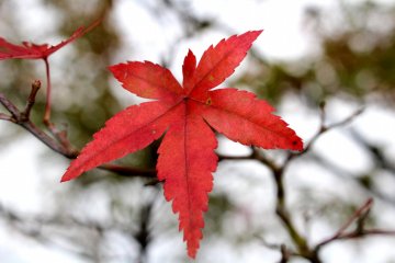 Autumn Gifts of Nature