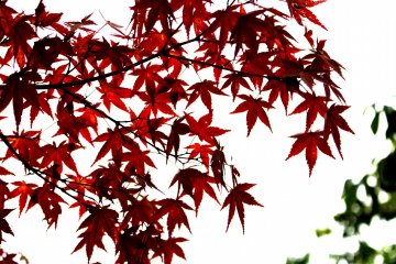 More momiji, one of Japan's finest images