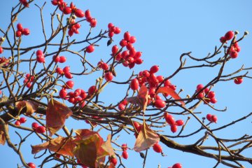 Berries