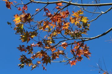 Autumn colours are especially wonderful in the blue sky background
