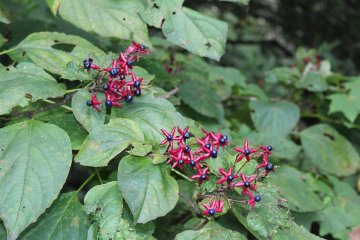 Wild berries