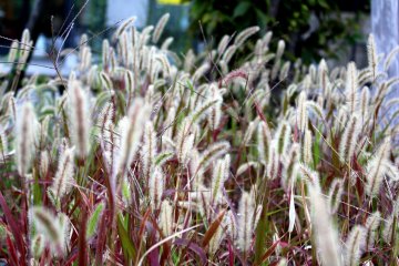 Fluffy grass