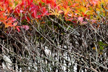 Autumn bushes
