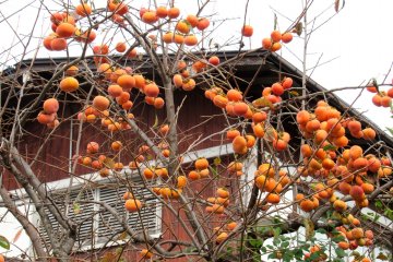 A persimmon tree