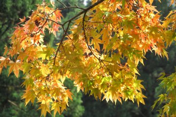 Wonderful colours!
