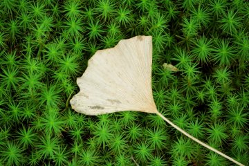 Ginkgo leaf
