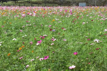 A field of cosmos flowers