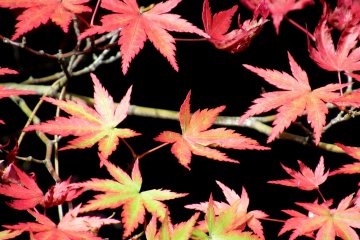 Momiji