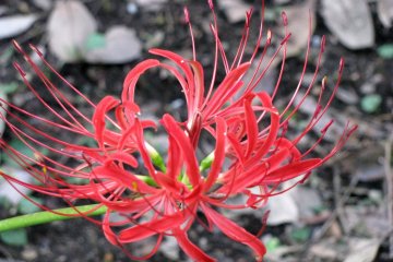 A higanbana flower