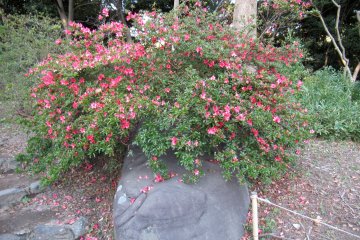 Azalea