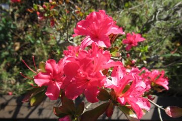 Azaleas in autumn are rare