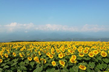 Fields that stretch across the horizon