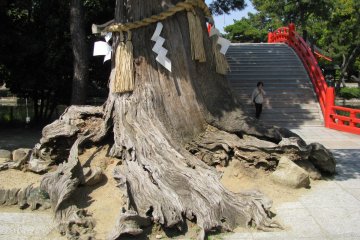 Sacred tree of Sumiyoshi Taisha, Osaka