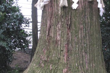 Sacred tree of Takao-san, Tokyo
