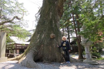 Sacred tree of Suwa Taisha, Nagano
