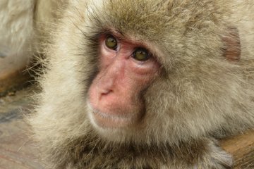 Baby monkey at the Jigokudani Yaen Koen