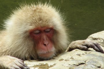 Relaxing in onsen