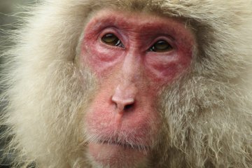 The monkey portrait