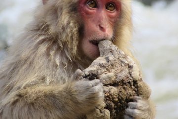 Baby monkey checks if it's edible or not