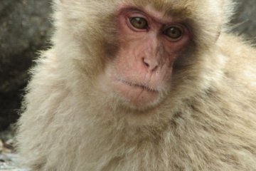 Watching monkeys is exciting!