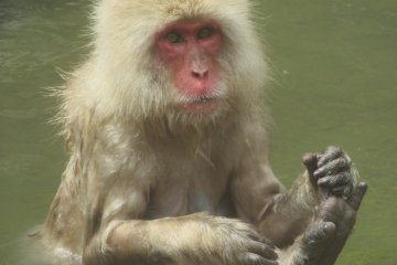 One more relaxing monkey