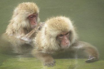 Monkeys in the onsen