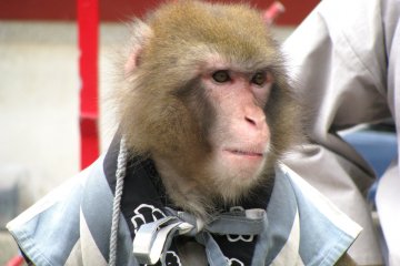 Monkey actor