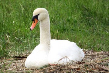 A swan in Mito