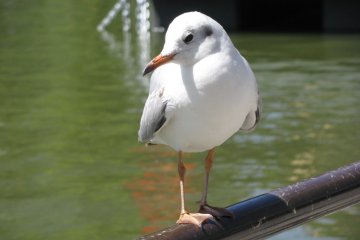 This seagull posed for me in Ueno Park, central Tokyo