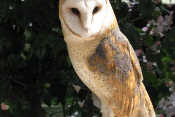 The owl in Kobe Animal Kingdom