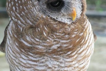 Owls are quiet in the daytime