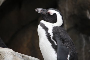 A proud penguin