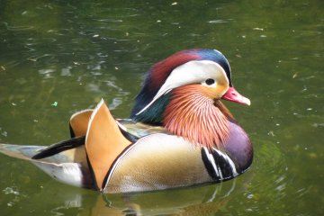 Colorful Mandarin duck in one of Tokyo's gardens